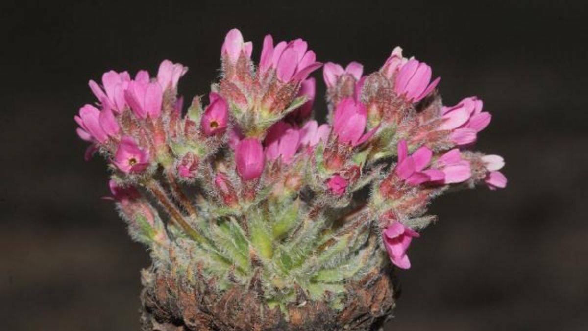 Bayburt'ta keşfedilen bitki türüne Aziz Sancar'ın adı verilecek