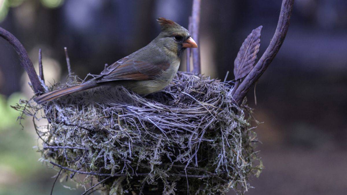 Yuva kurmak için mücadele: ''Tüy hırsızı'' kuşlar