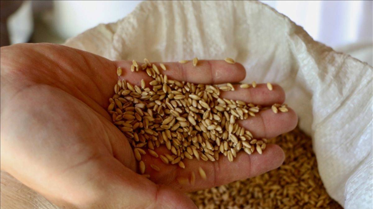 Ata tohumlarının peşinde köy köy geziyorlar