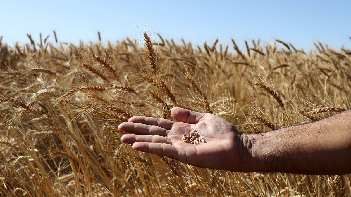Kuraklığa dayanıklı tohumlar devrede