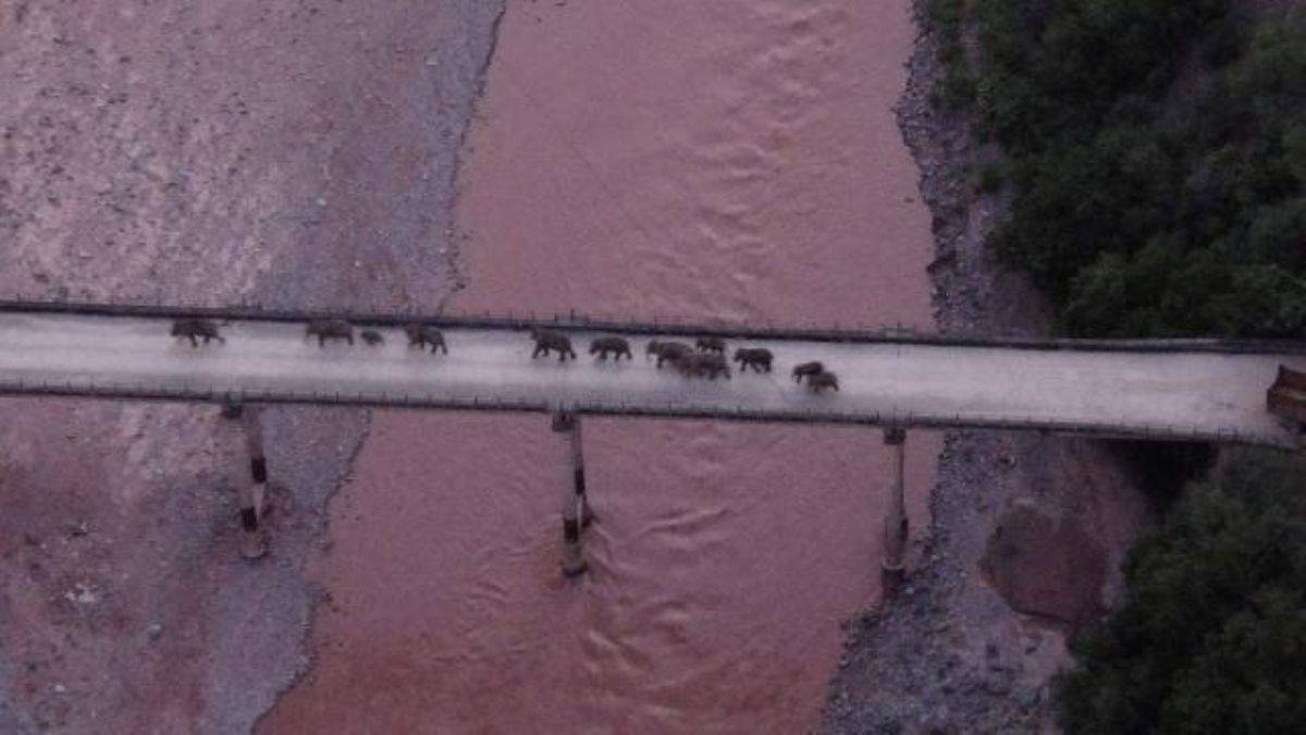 Çin'de 'fil' alarmı: 150 binden fazla kişi tahliye edildi