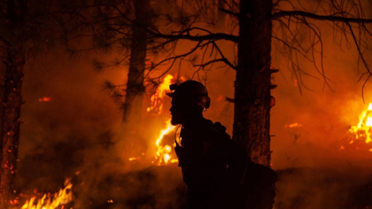 Cezayir'de orman yangını felaketi: 65 kişi hayatını kaybetti