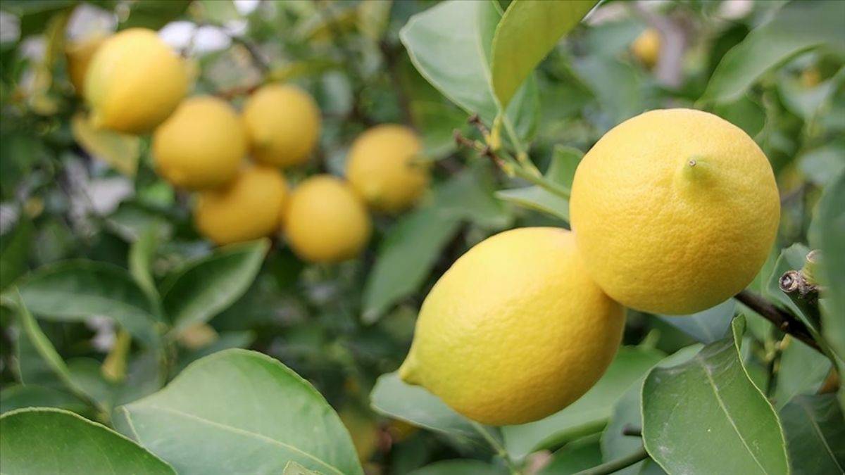 Limon ihracatı yüzde 59 arttı