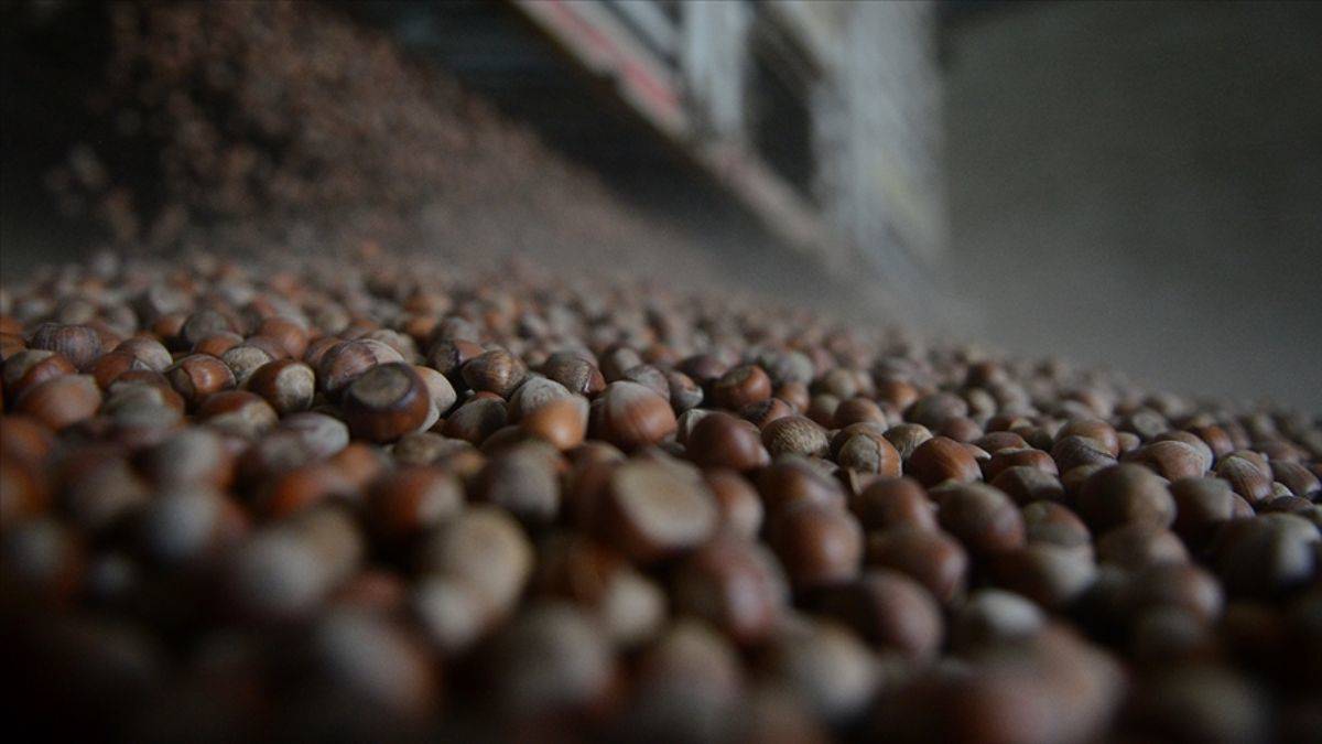 Fındık alım fiyatları açıklandı