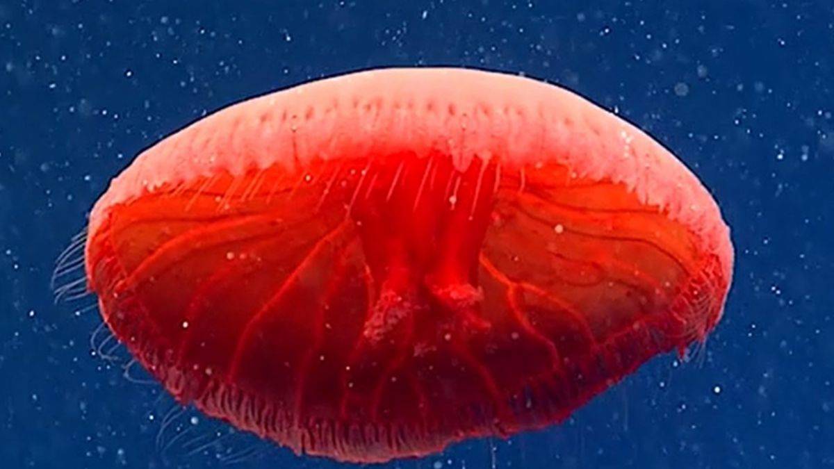 Bilim insanları tarafından ilk defa gözlemlendi