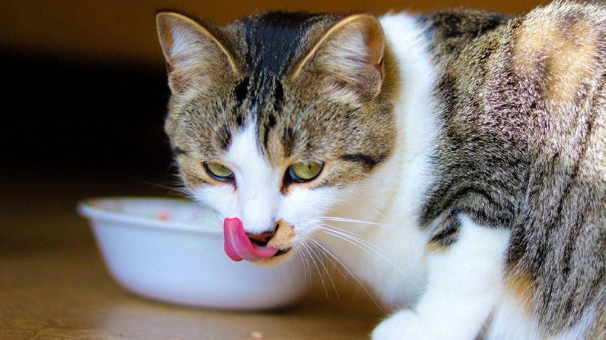 Kediler hakkında ilginç araştırma