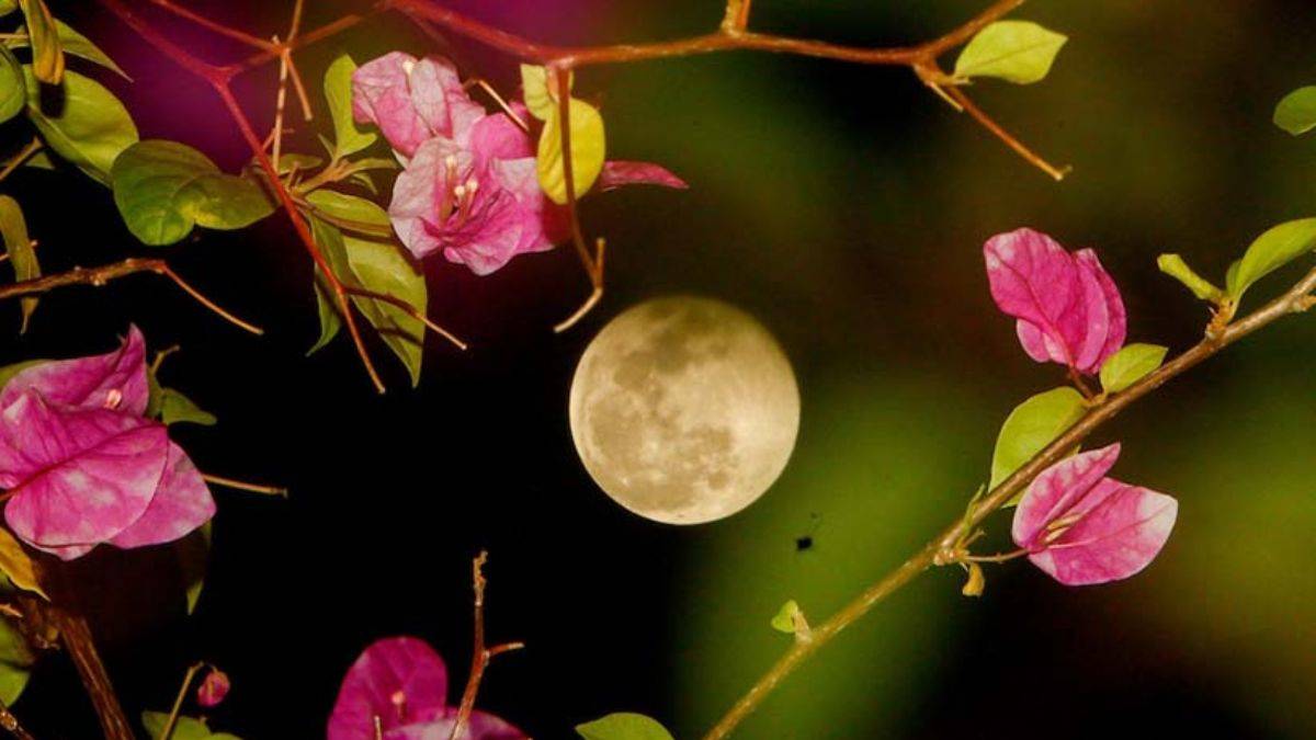 Japonya Ay'da gıda üretimini hedefliyor