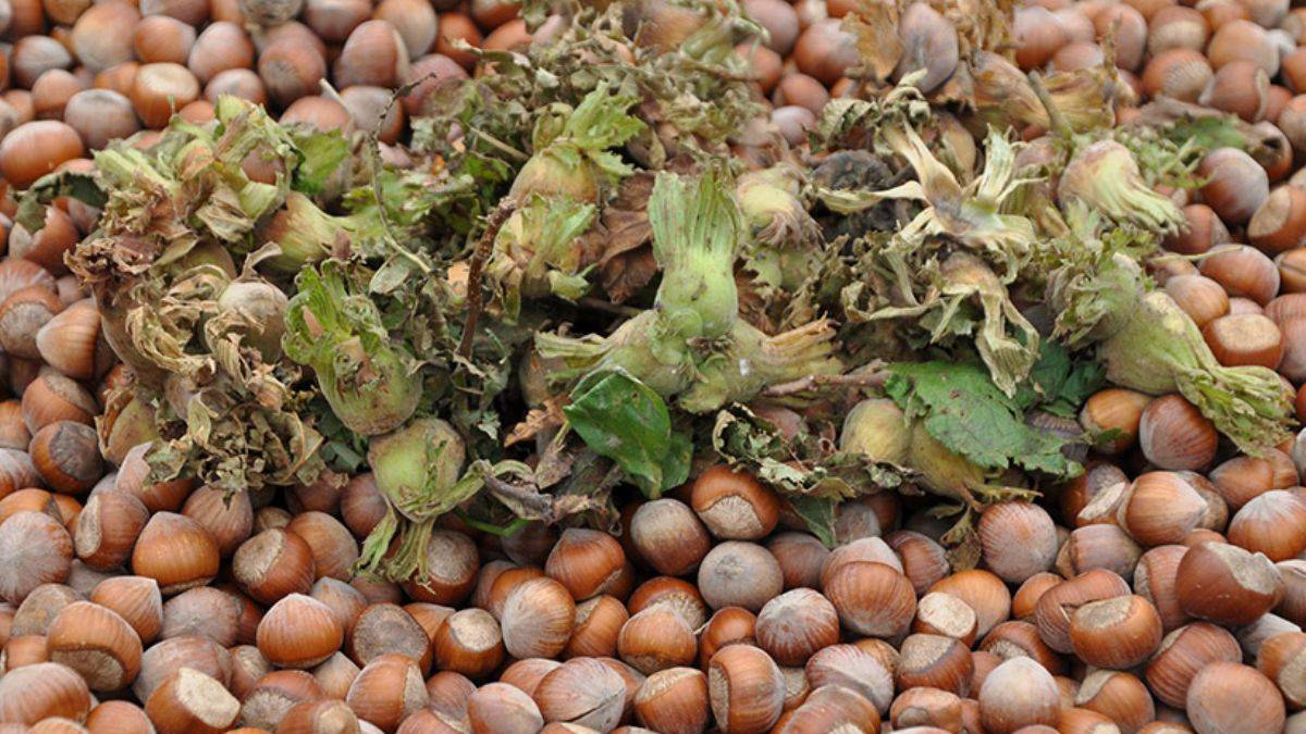 Trabzon'dan 59 ülkeye fındık ihraç edildi