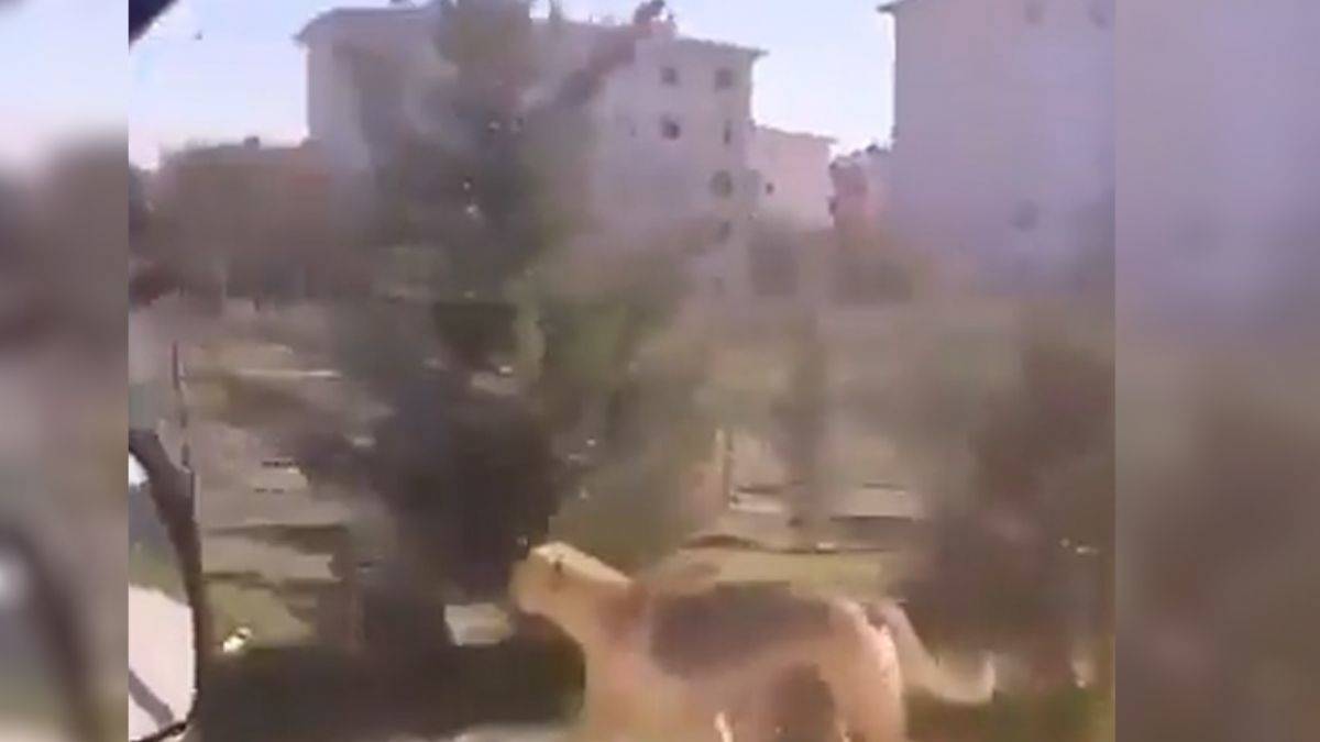 Sokağa bırakılan mama kabını yavrularına taşıyan köpek