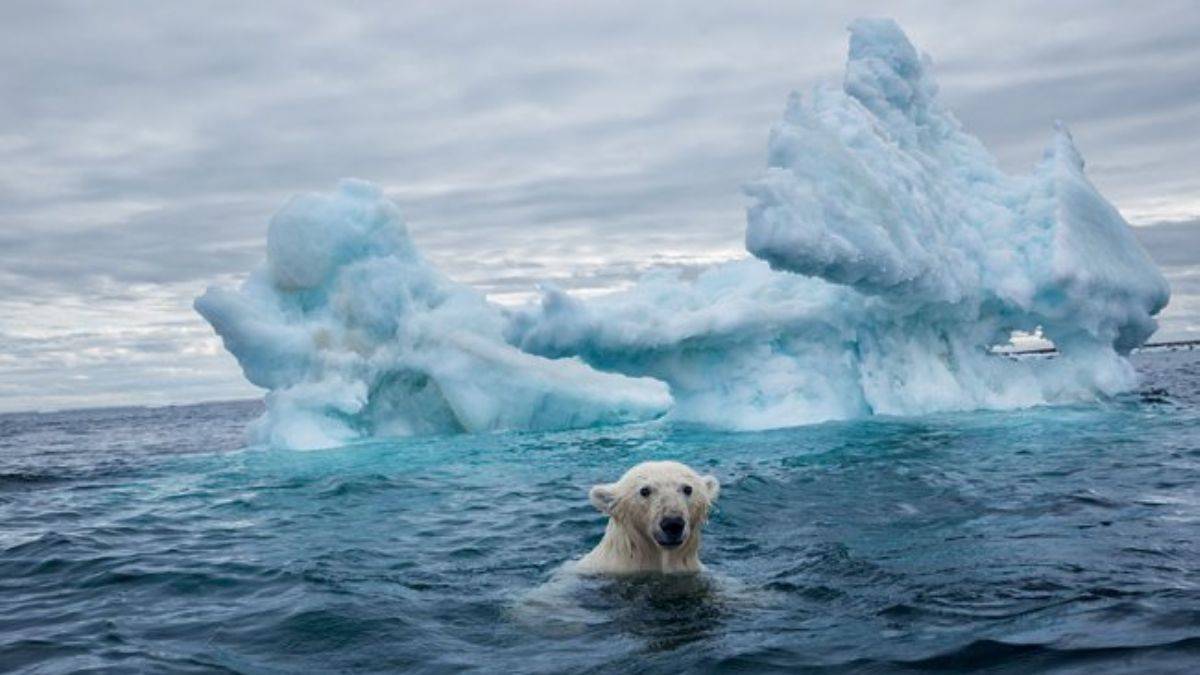 Kutuplar 2100 yılına kadar tamamen eriyebilir