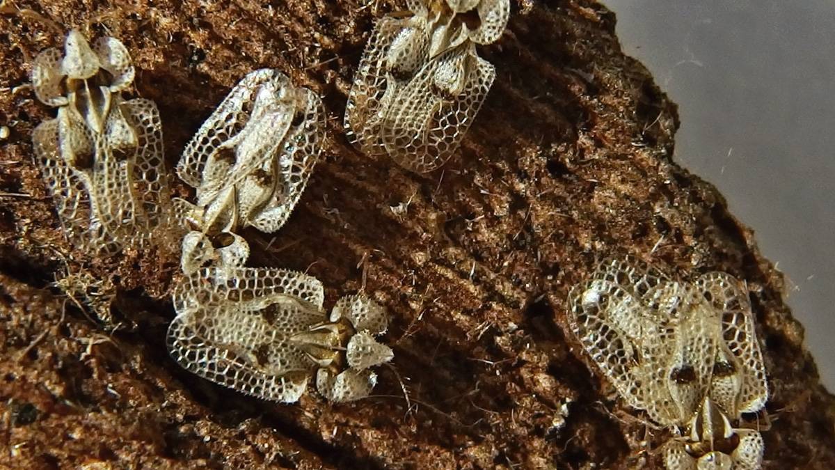 3 şehirde dantel böceği istilası