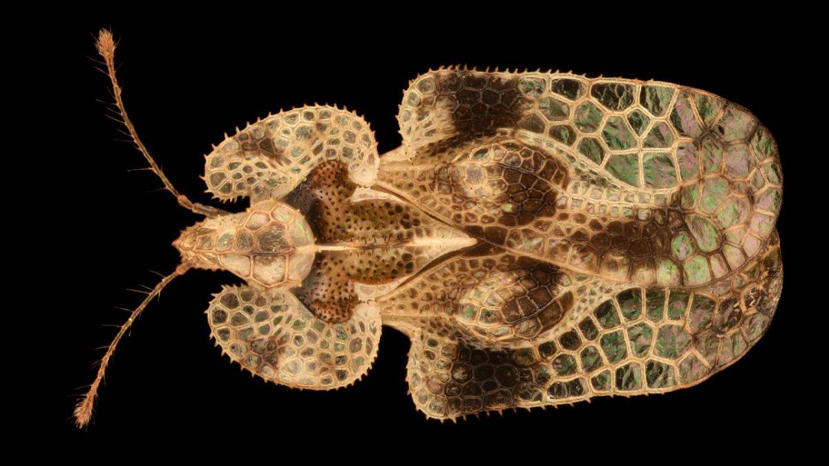 Dantel böceği nedir? Dantel böceği istilası mı geliyor?