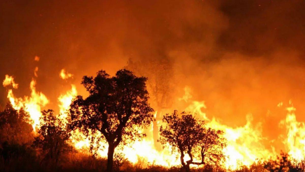 Cezayir'deki orman yangınları kontrol altına alındı: 70 kişi hayatını kaybetmişti