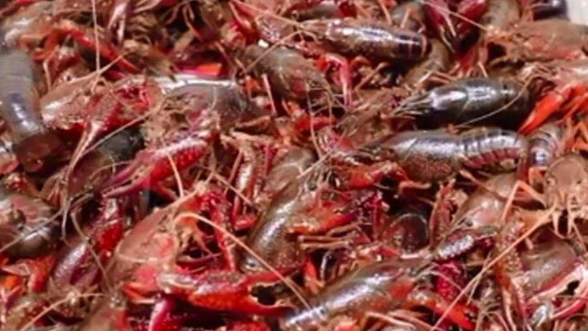 Çin'deki araştırma korkunç gerçeği ortaya çıkardı