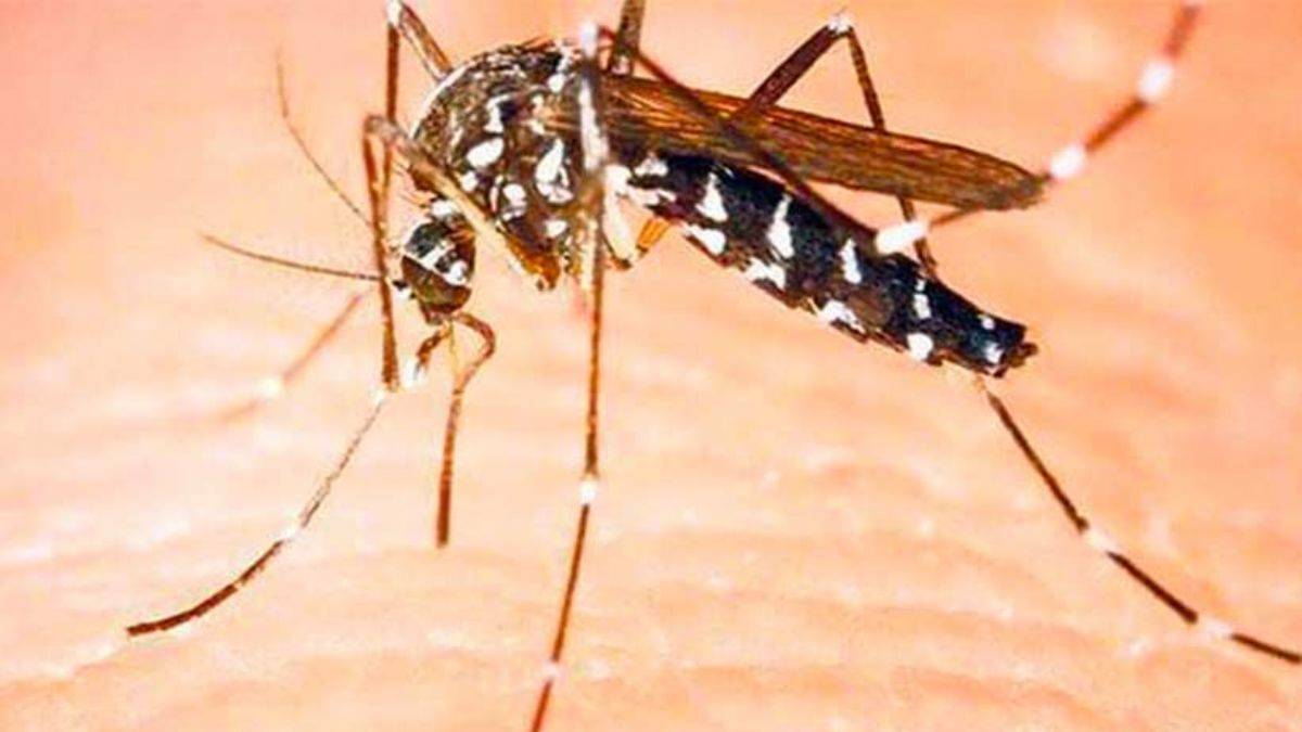 Türkiye'de yeni tehlikenin adı: Asya kaplan sivrisineği