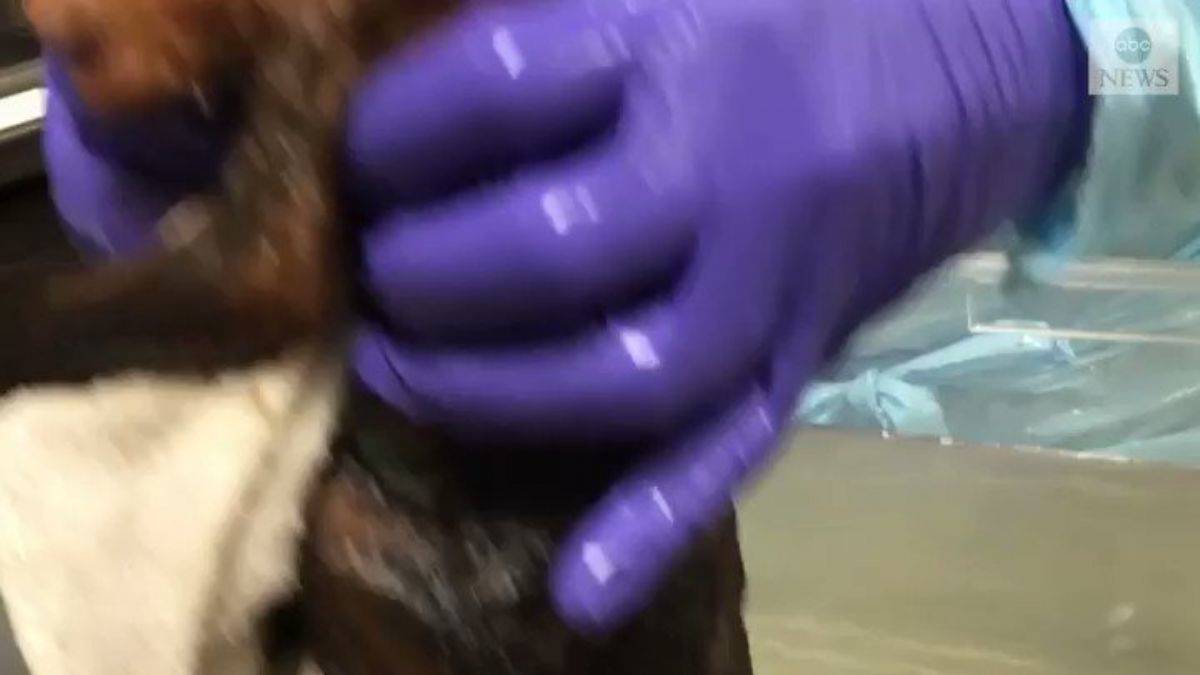 Philedelphia hayvanat bahçesinde maymun bebek dünyaya geldi