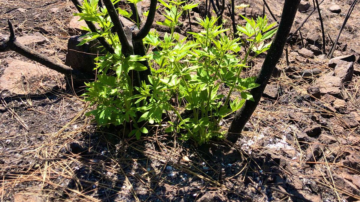 Marmaris'teki yangın sonrası ağaçlar yeniden hayat buluyor