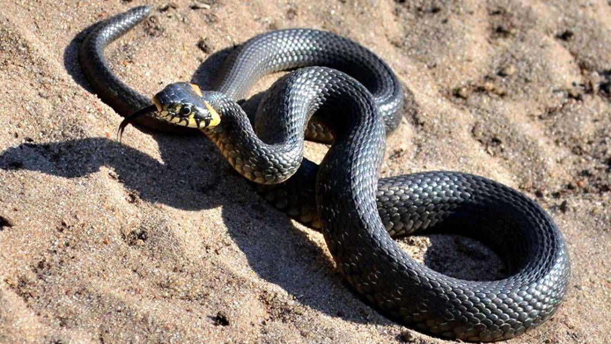 Rüyada yılan görmenin anlamı nedir? Rüyada yılan görmek diyanet tarafından nasıl yorumlanır? Rüyada kara yılan görmek ne anlama gelmektedir?