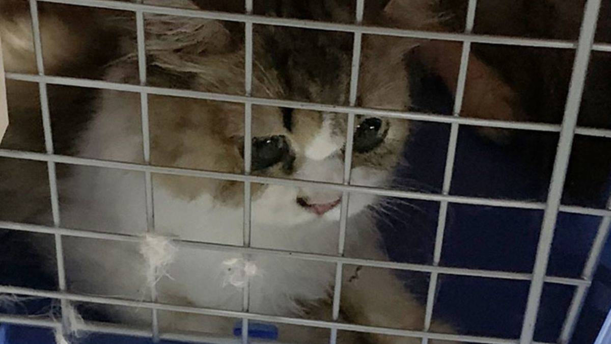 Kaçak 154 kediye ötanazi kararı tepkiye neden oldu, başbakan açıklama yapmak zorunda kaldı