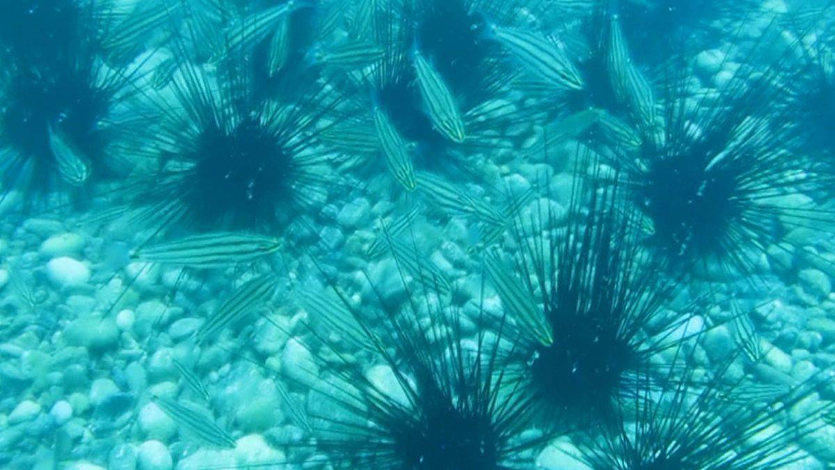 Göçmen balıklarının su altındaki ‘hemşehri dayanışması’