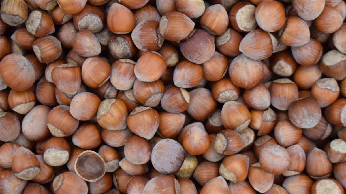 Batı Karadeniz’de ‘yeşil altın’ harmana indi