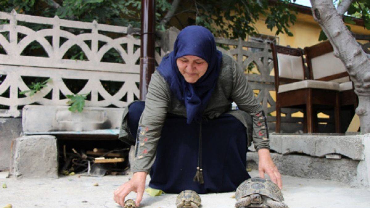 Kaplumbağa Terbiyecisi Zekiye Teyze