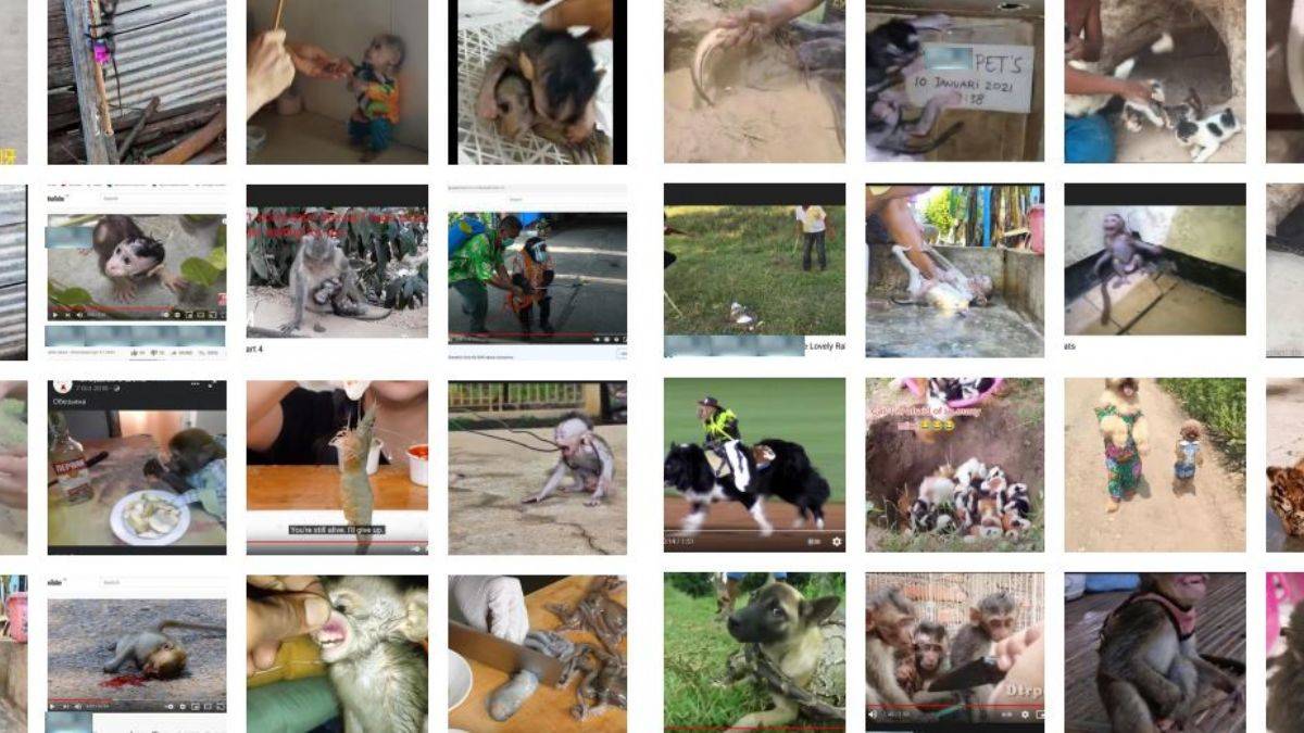 AfA Raporu: Sosyal medya şirketleri hayvan zulmü videolarından milyonlar kazanıyor
