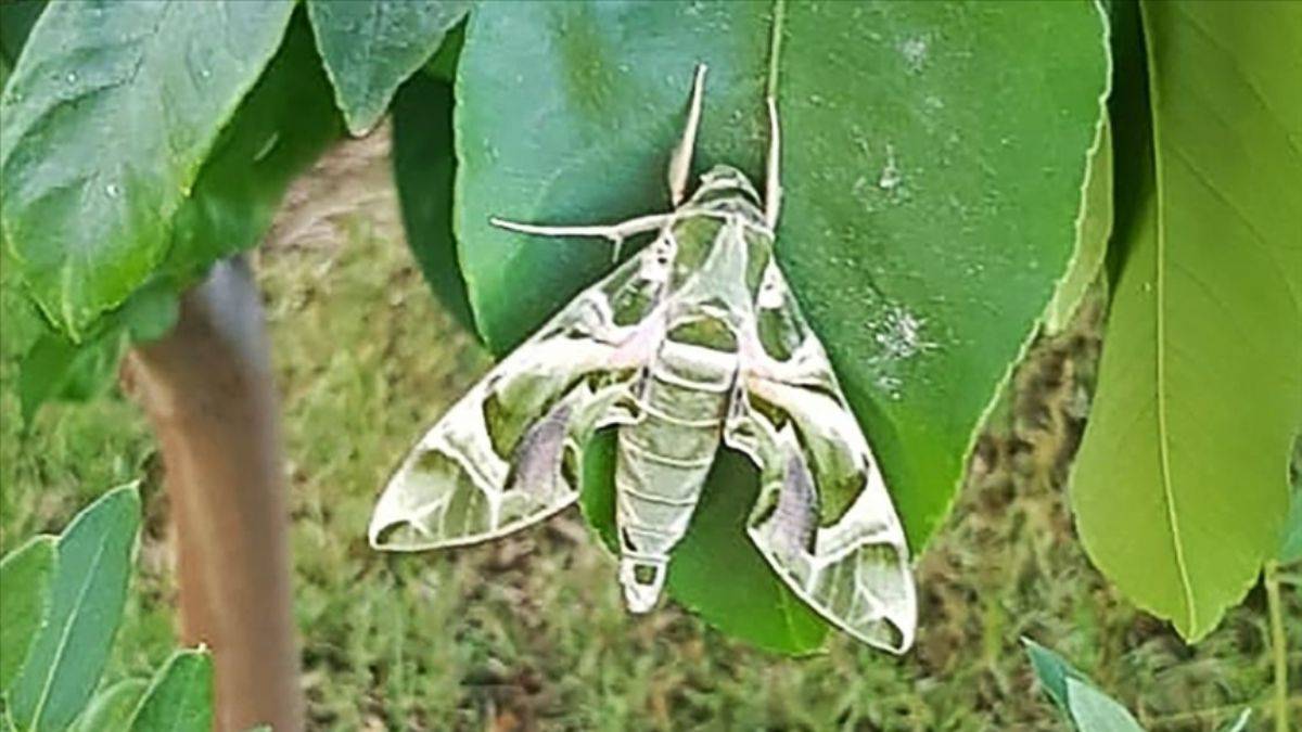 Milas'ta askeri kamuflaj desenli 'mekik kelebeği' görüldü