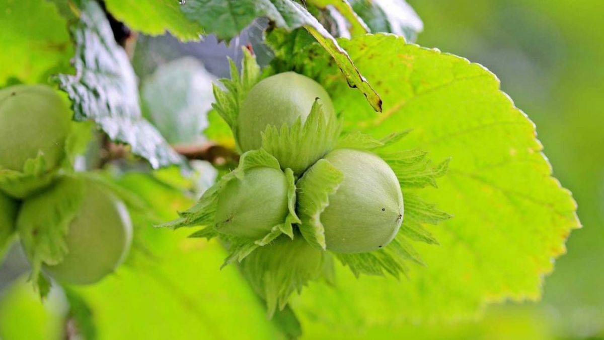 Fındık bitkisinin özellikleri