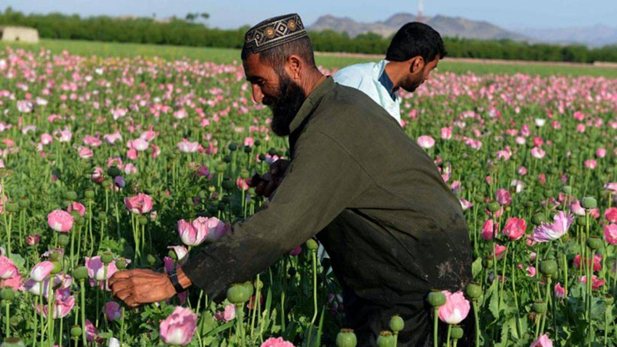 Taliban uyuşturucuya savaş açtı