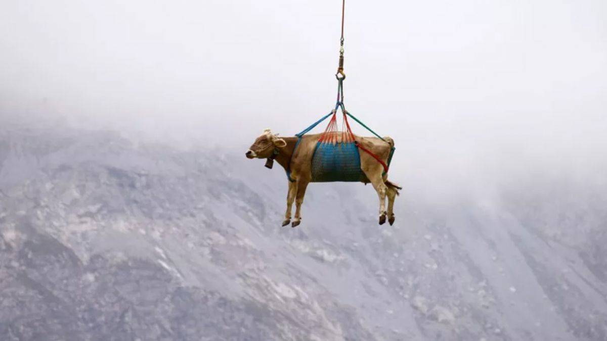 Yaralanan inekleri kurtarma operasyonu