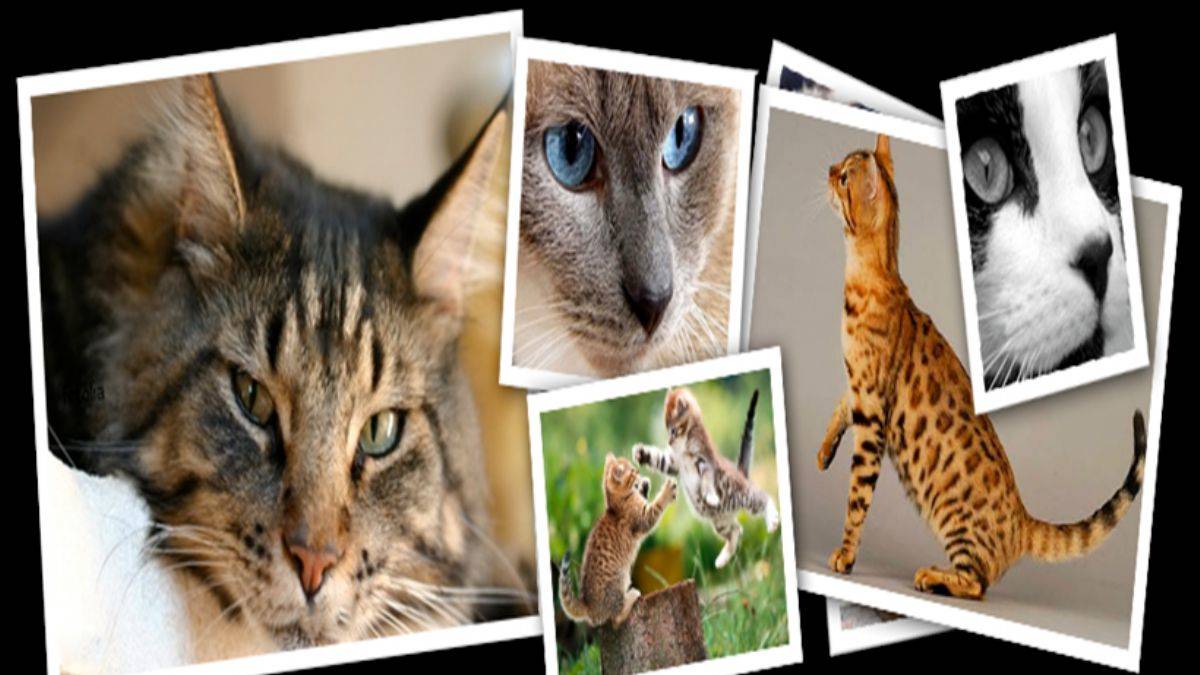 Kedi seçiminiz; kendi seçiminiz!