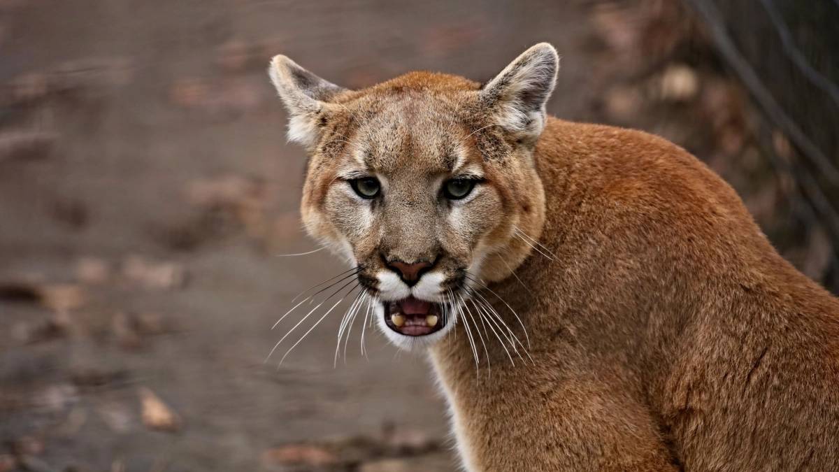 California’da dehşet anları: Aslanın saldırdığı çocuğu annesi kurtardı