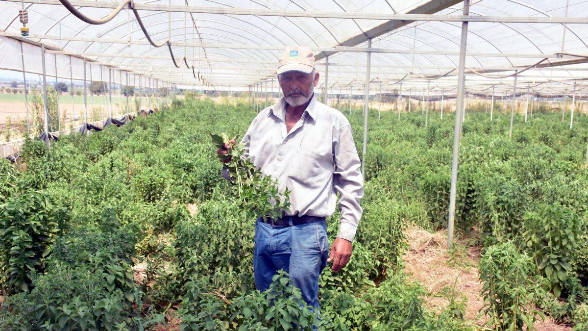 'Şeker otu'; kilosu 50 TL'ye alıcısı var