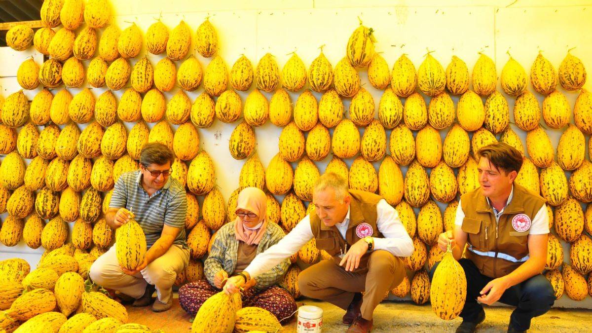 Yorganla toplanan 12 bin ton kavun kış aylarına hazırlanıyor