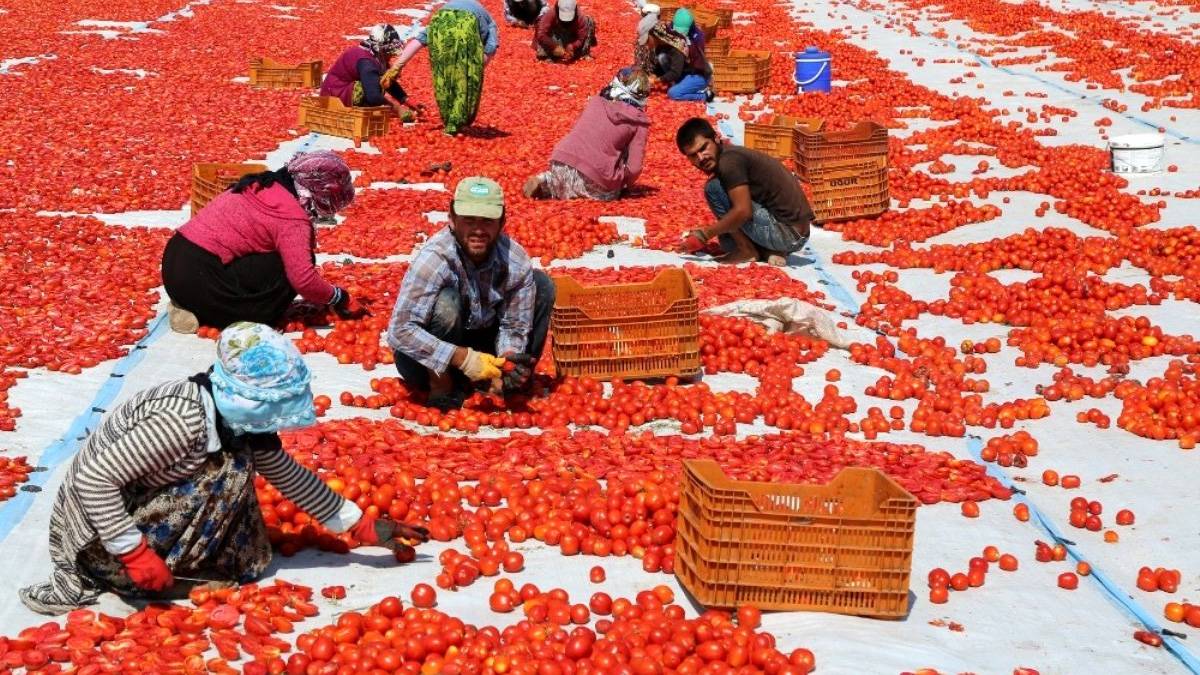 Kuru domates ihracatında hedef 100 milyon dolar