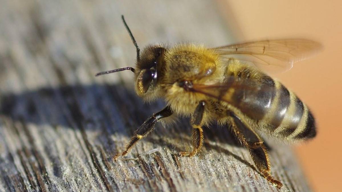 İçeceğindeki arı boğazını soktu; hayatını kaybetti