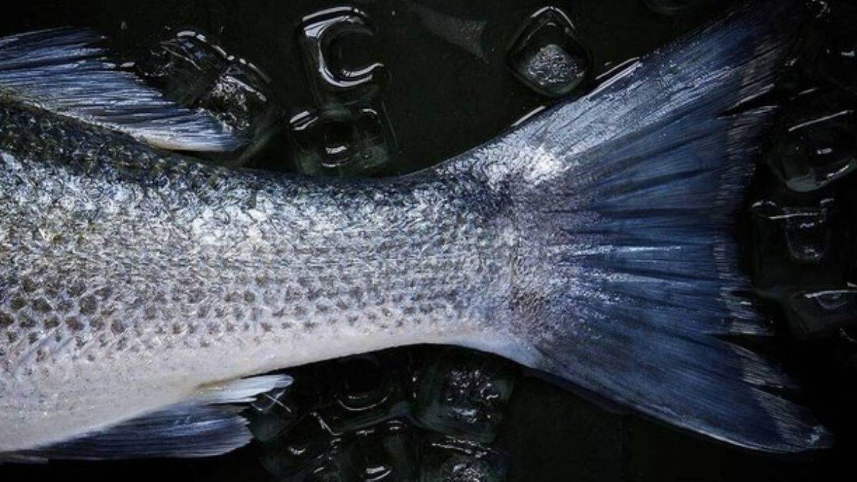 Rüyada balık görmek Diyanet tarafından nasıl yorumlanır? Rüyada balık yemek ne anlama gelmektedir?