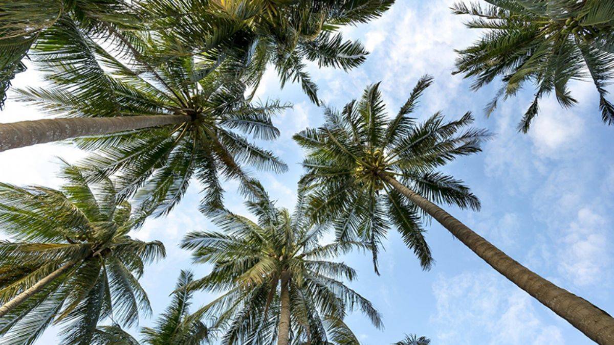 'Her üç ağaç türünden biri vahşi doğada yok olma tehlikesiyle karşı karşıya'