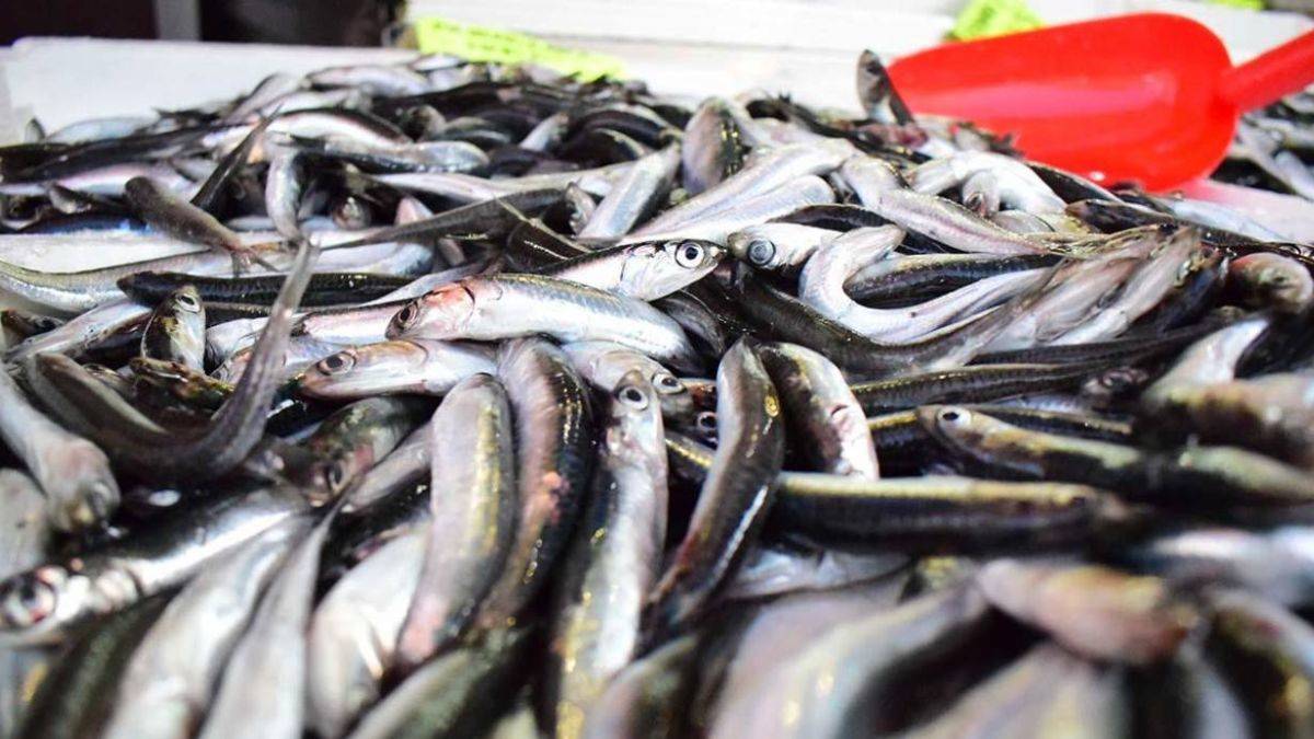 Balık fiyatları ne kadar? Hamsi, istavrit, palamut kilosu kaç para?
