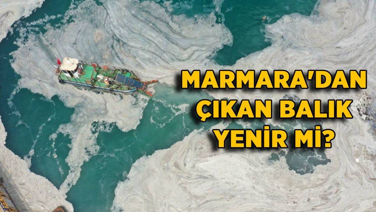 Müsilajlı denizden çıkan balık yenir mi? Marmara Denizi balığı yenir mi?