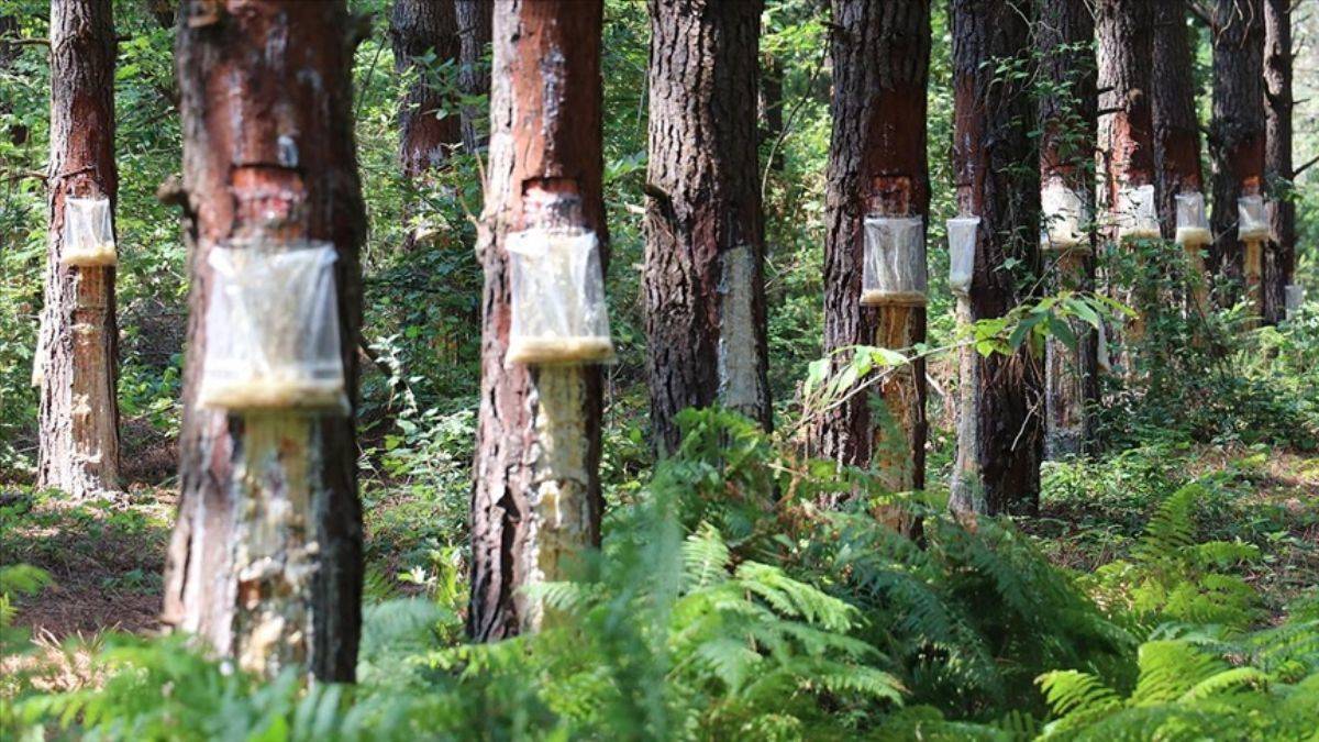 Kocaeli ormanlarının çam reçinesiyle ekonomiye katkı