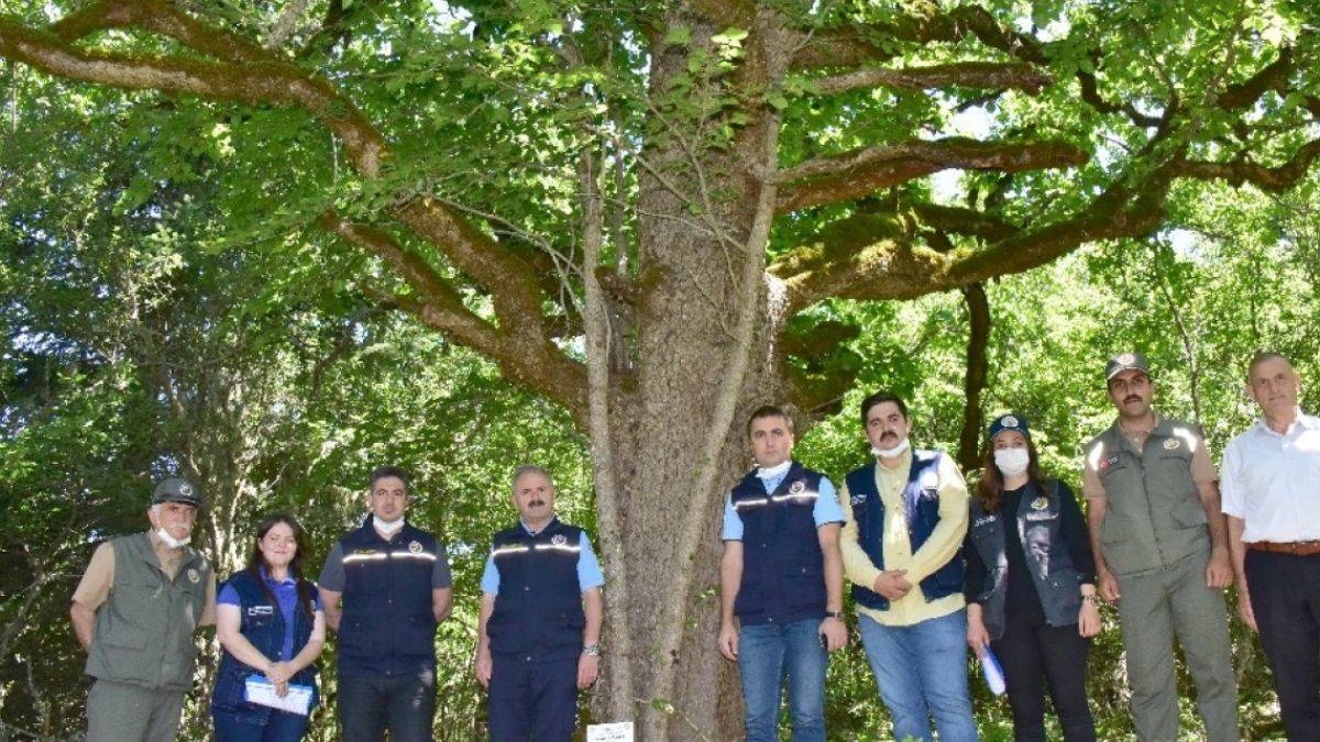 'Türk fındığı'nın genleri Bolu'da koruma altında