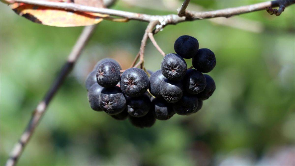 'Süper meyve' aronyanın hasat dönemi Yalova'da başladı