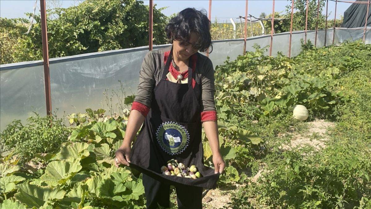 Türkiye'de az yetişen mor çilek talebine yetişemiyor