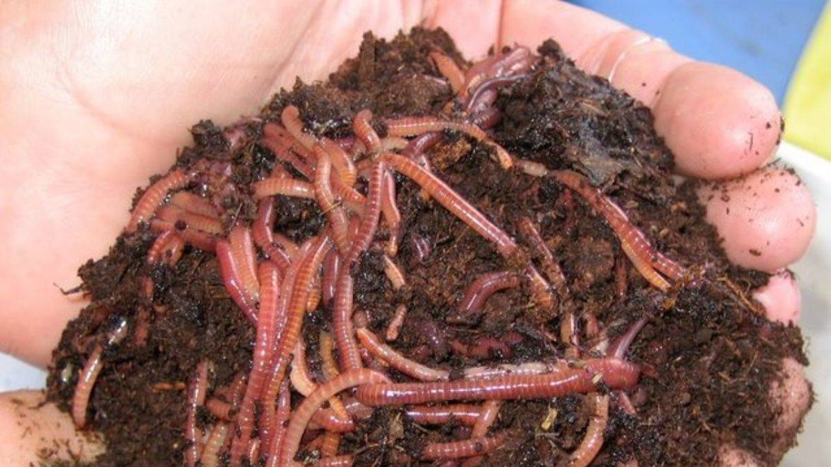 Solucan gübresi nedir? Solucan gübresi nasıl yapılır?