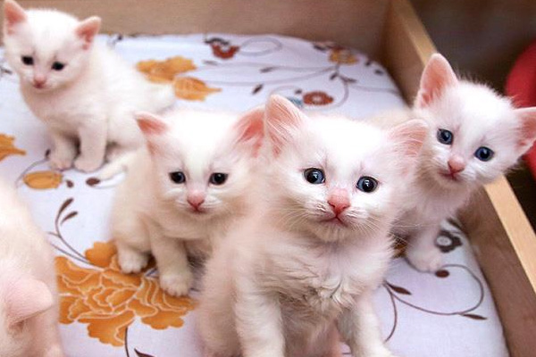 Van kedileri takip edilecek