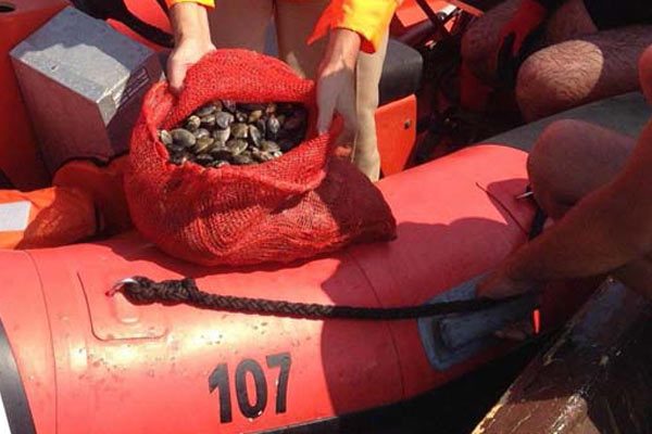 Kum midyesi avcılarına darbe