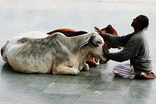 İnek Bakanlığına hazırlanıyorlar