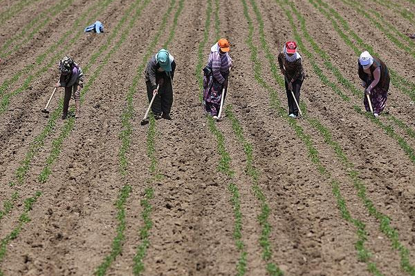 Bakanlıktan kadın çiftçilere öncelik